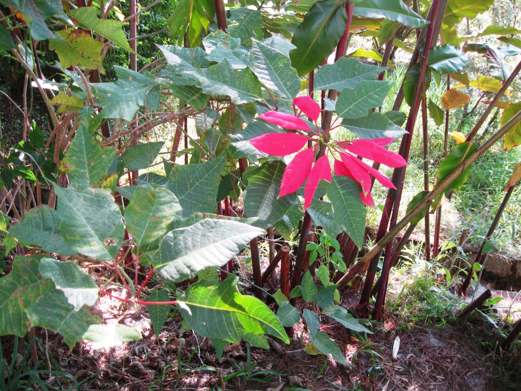 Изображение особи Euphorbia pulcherrima.