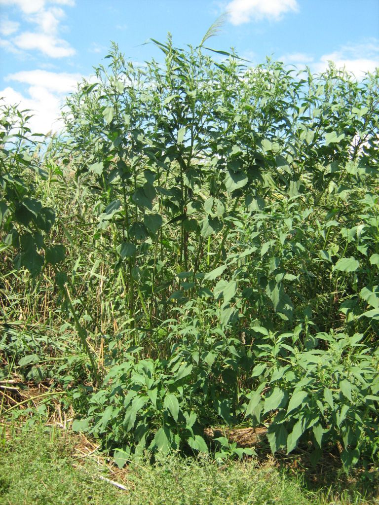 Изображение особи Helianthus tuberosus.