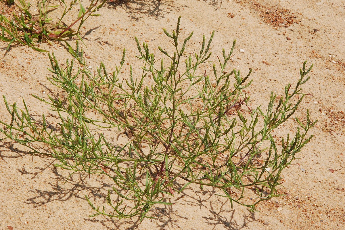 Image of Corispermum hyssopifolium specimen.