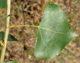 Populus italica