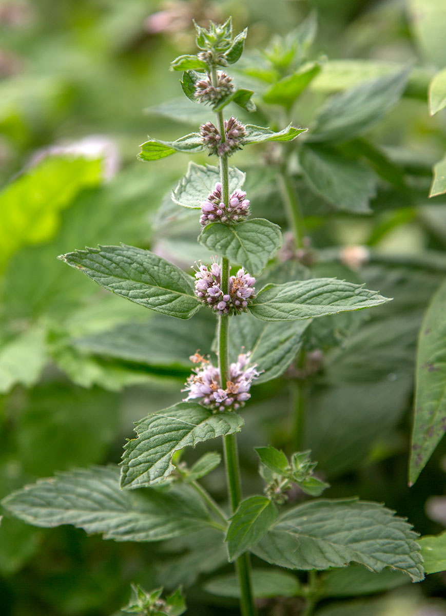 Image of Mentha arvensis specimen.