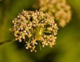 Angelica sylvestris