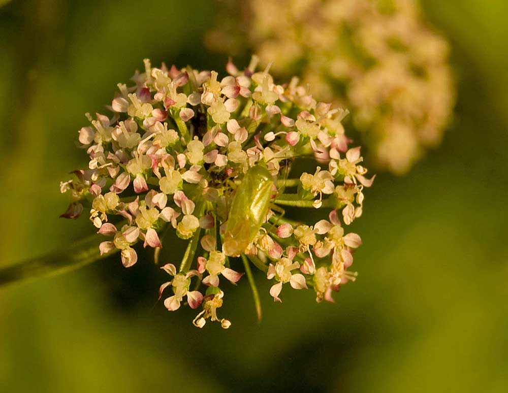 Изображение особи Angelica sylvestris.