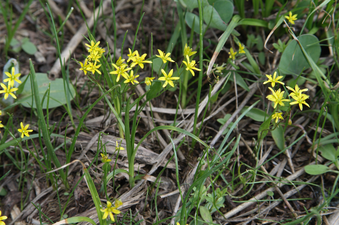 Image of Gagea tenera specimen.