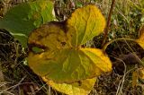 Ligularia sibirica