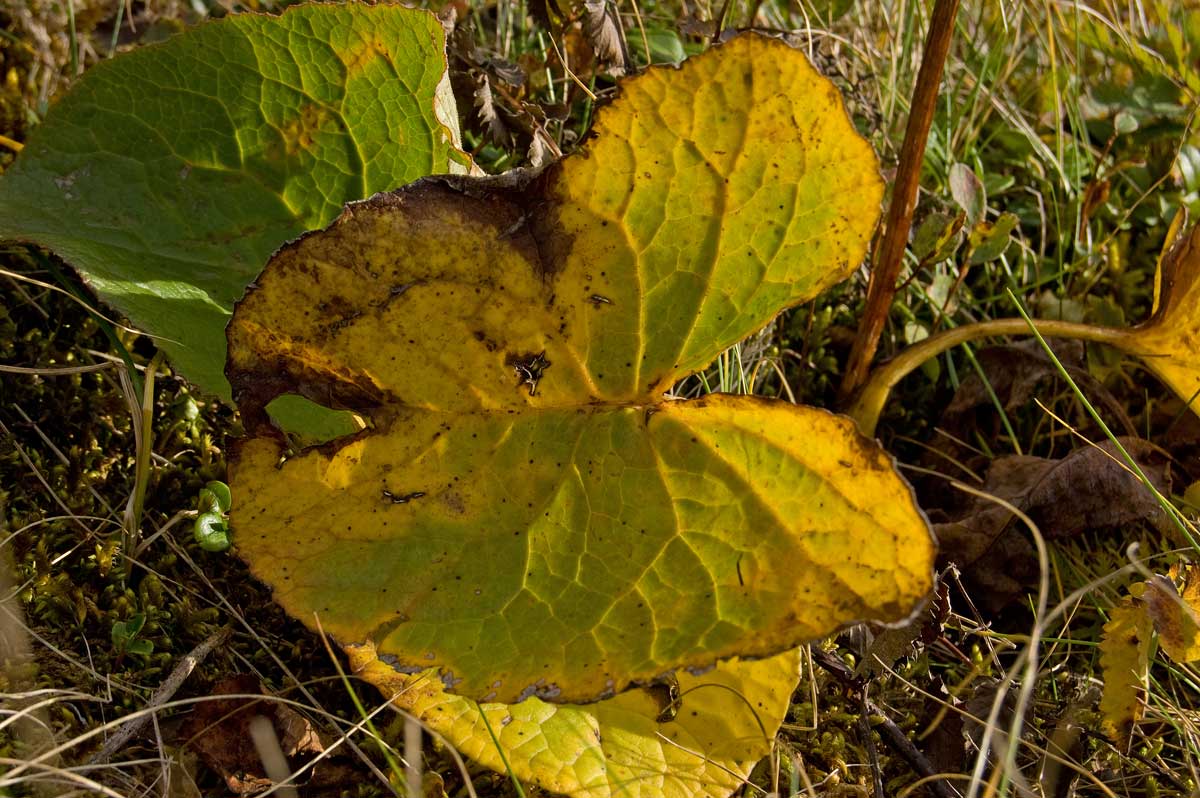 Image of Ligularia sibirica specimen.