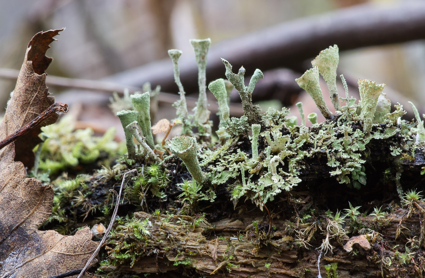 Изображение особи род Cladonia.