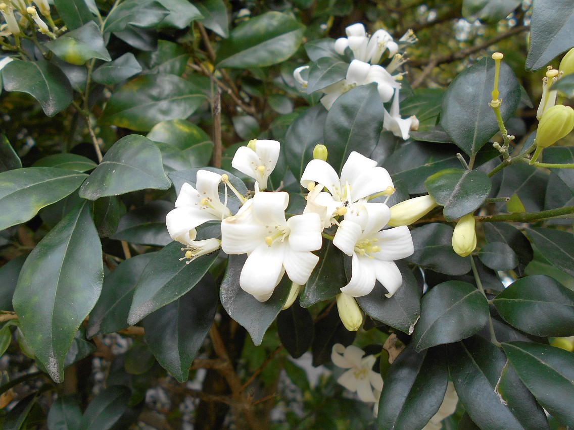 Изображение особи Murraya paniculata.