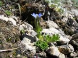 Gentiana karelinii. Цветущее растение. Южный Казахстан, Таласский Алатау, запов. Аксу-Джабаглы, пер. Улькен-Каинды, ≈ 2750 м н.у.м., моренные отложения на склоне сев. экспозиции. 11 июня 2017 г.