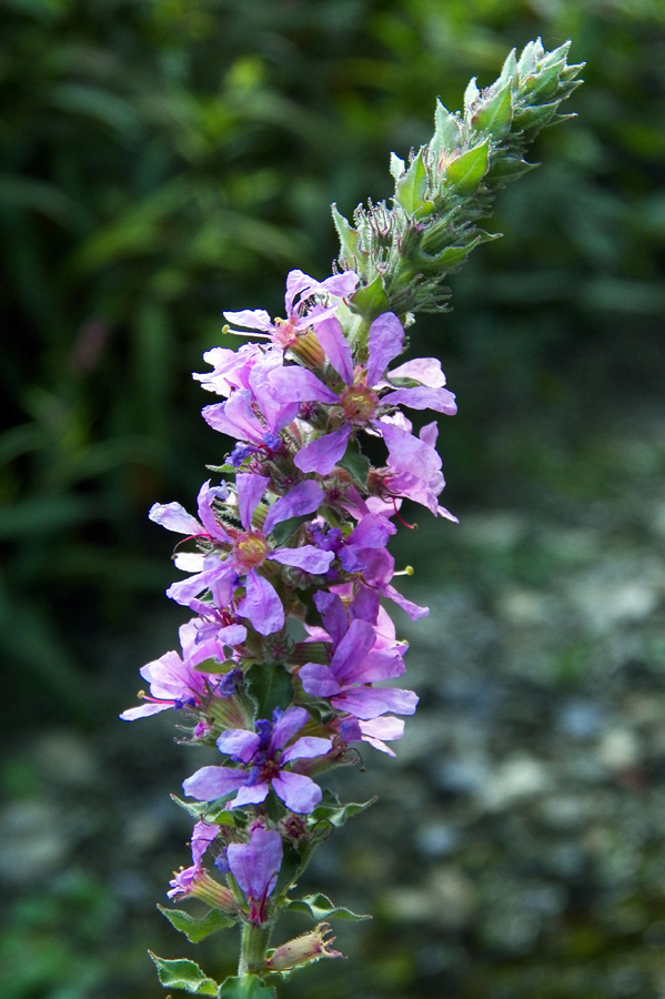 Image of Lythrum salicaria specimen.