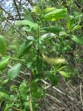 Salix triandra variety glaucophylla. Ветвь с мужским соцветием. Крым, Байдарская долина. 7 мая 2010 г.