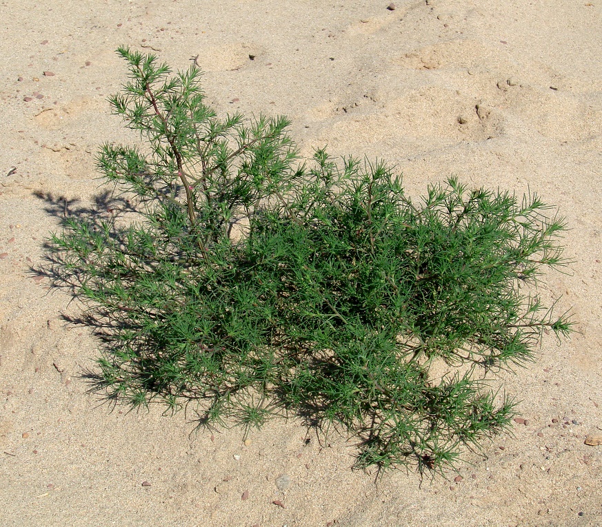 Image of Salsola collina specimen.