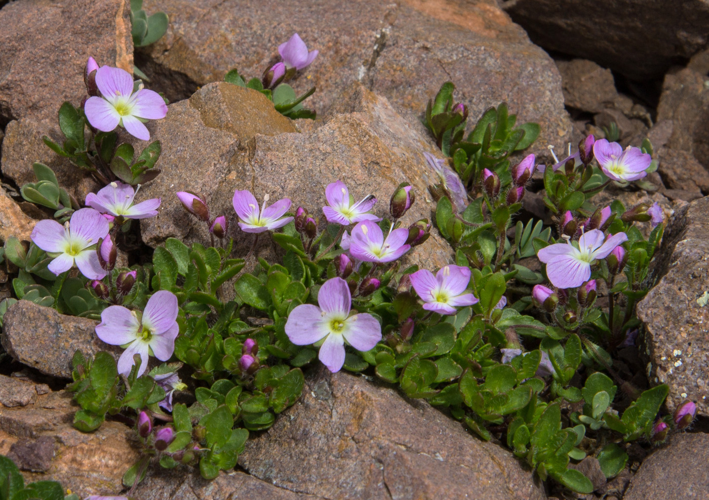 Image of Veronica minuta specimen.