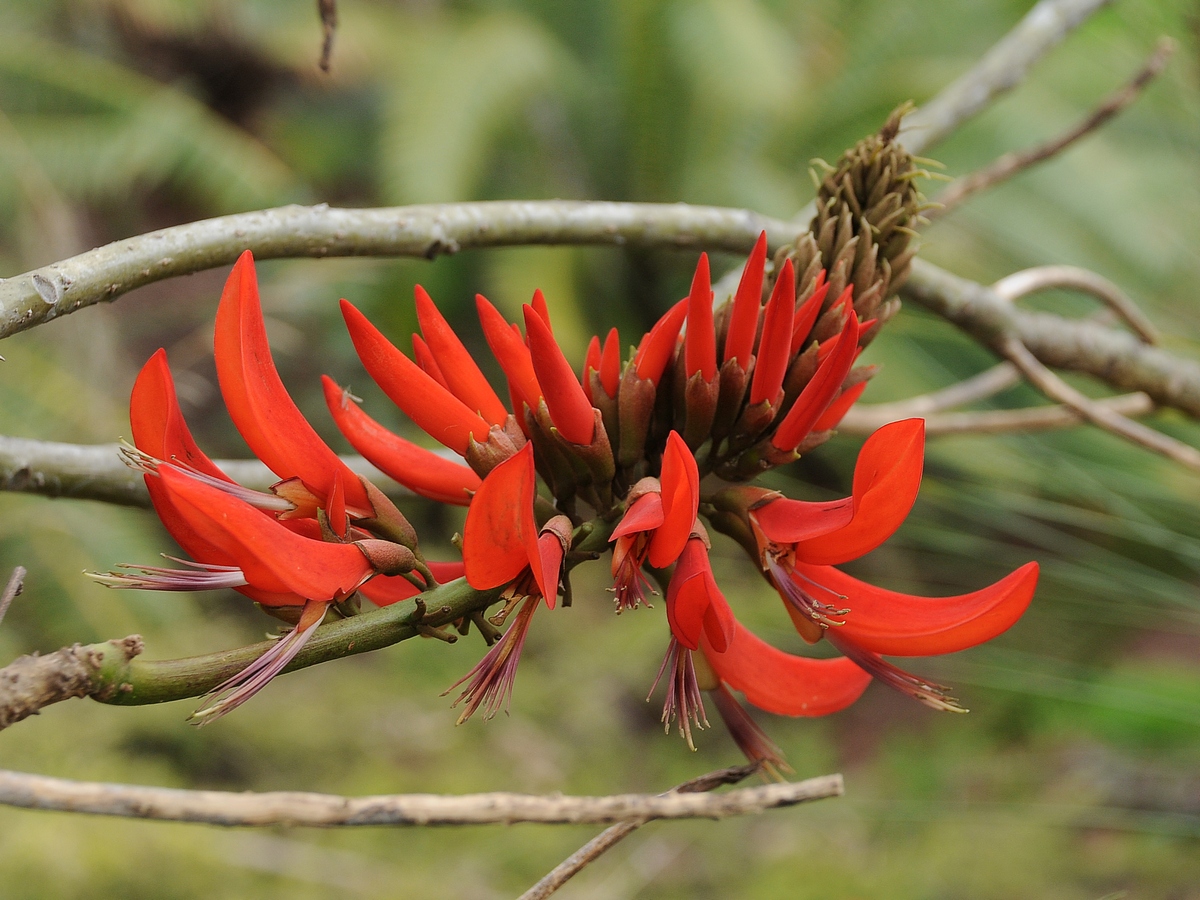 Image of Erythrina &times; sykesii specimen.