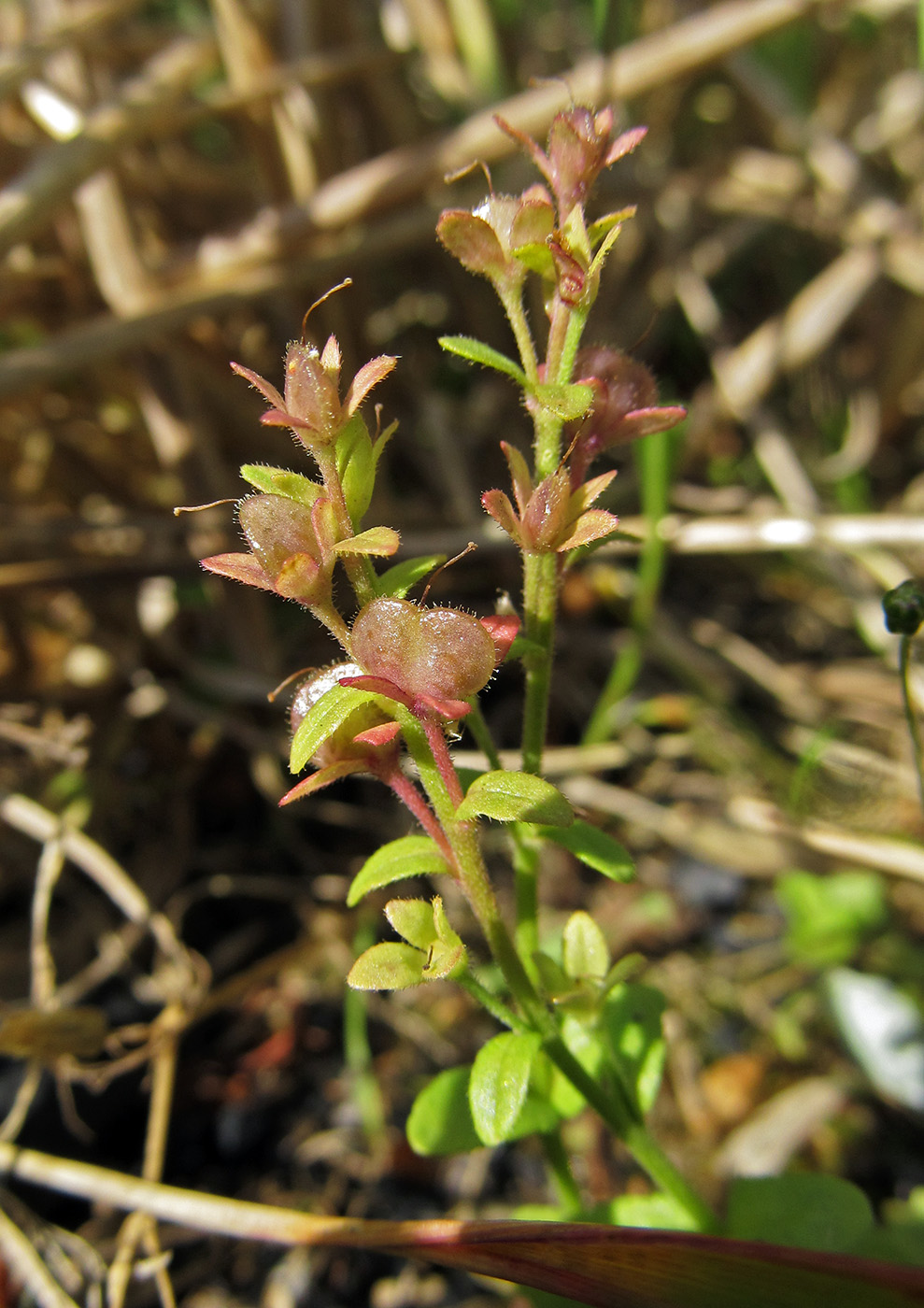 Image of Veronica serpyllifolia specimen.