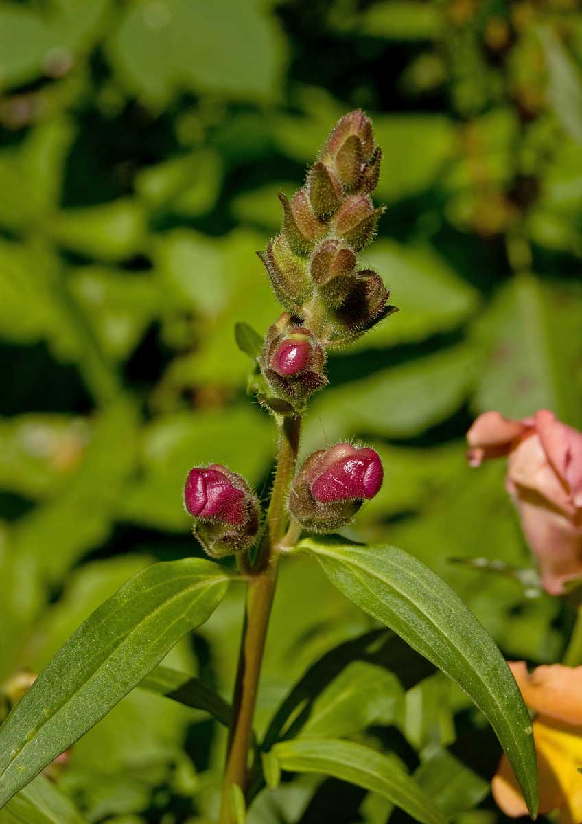 Изображение особи Antirrhinum majus.