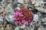 Douglasia ochotensis. Цветущее растение. Чукотка, побережье бухты Провидения, каменистый участок. 14.05.2013.