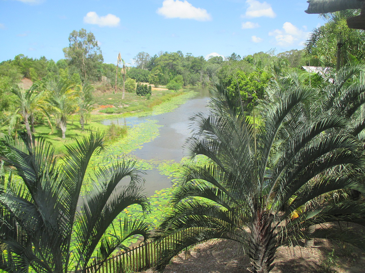 Image of Dypsis decaryi specimen.