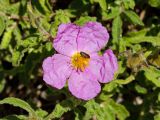 Cistus creticus. Цветок с кормящимися жуками. Греция, о-в Крит, ном Ханья (Νομός Χανίων), дим Сфакион (Δήμος Σφακίων), Самарийское ущелье (Φαράγγι Σαμαριάς), ≈ 1100 м н.у.м., открытый каменистый склон в сосновом лесу. 26 июня 2017 г.