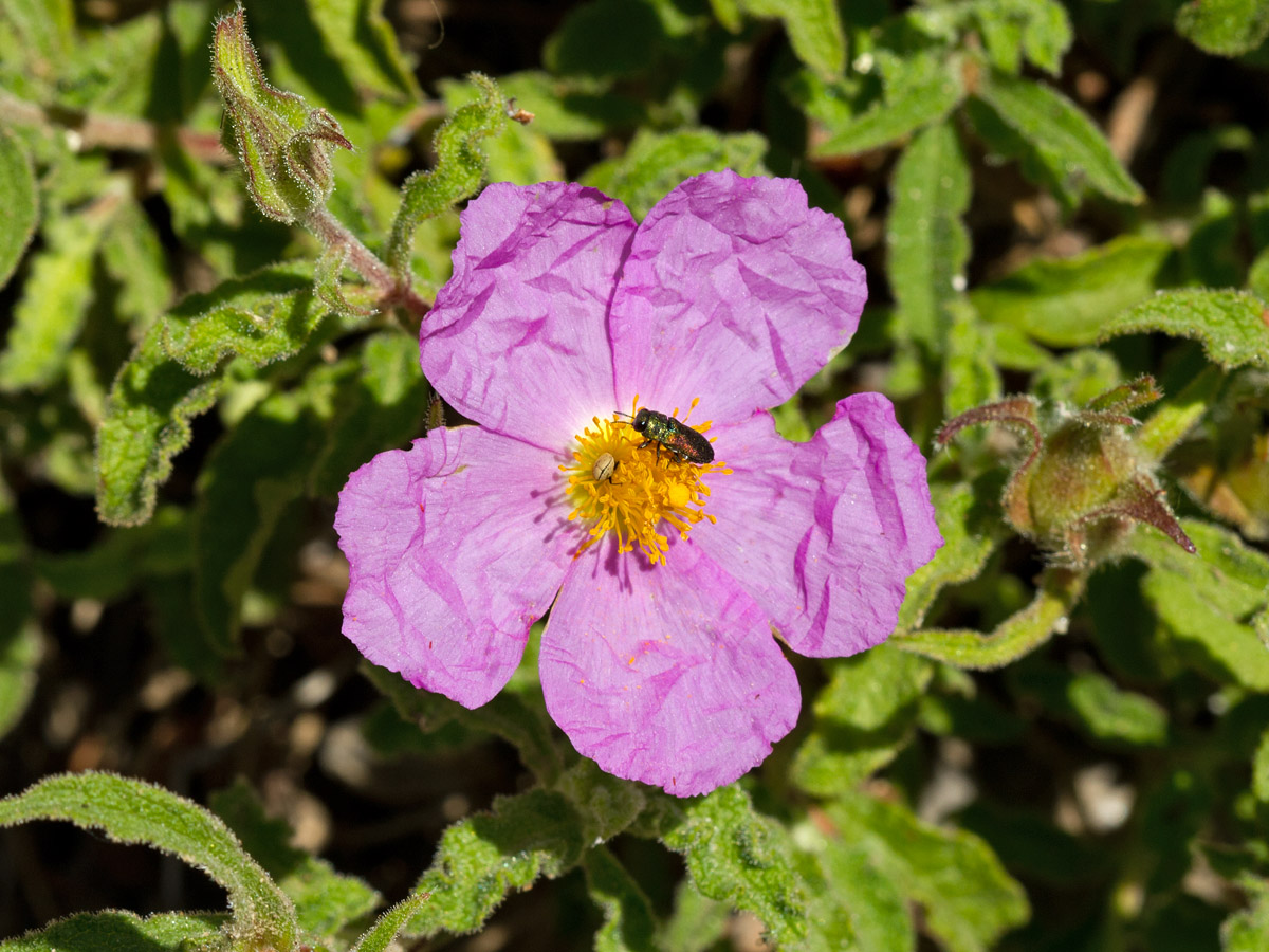 Изображение особи Cistus creticus.