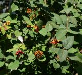 Viburnum lantana