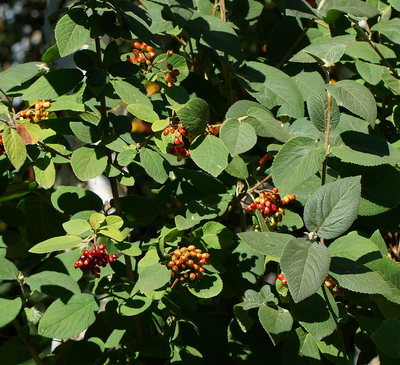 Image of Viburnum lantana specimen.