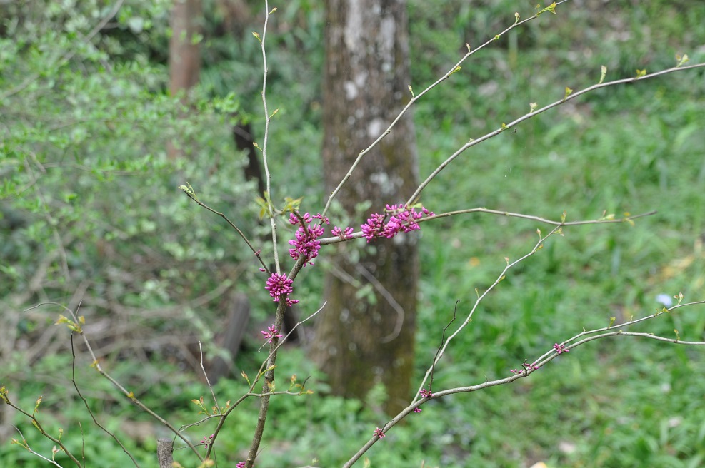 Image of Cercis chinensis specimen.