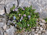 Myosotis alpestris. Цветущее растение. Адыгея, Фишт-Оштеновский массив, гора Оштен, ≈ 2800 м н.у.м., каменистый склон. 06.07.2017.