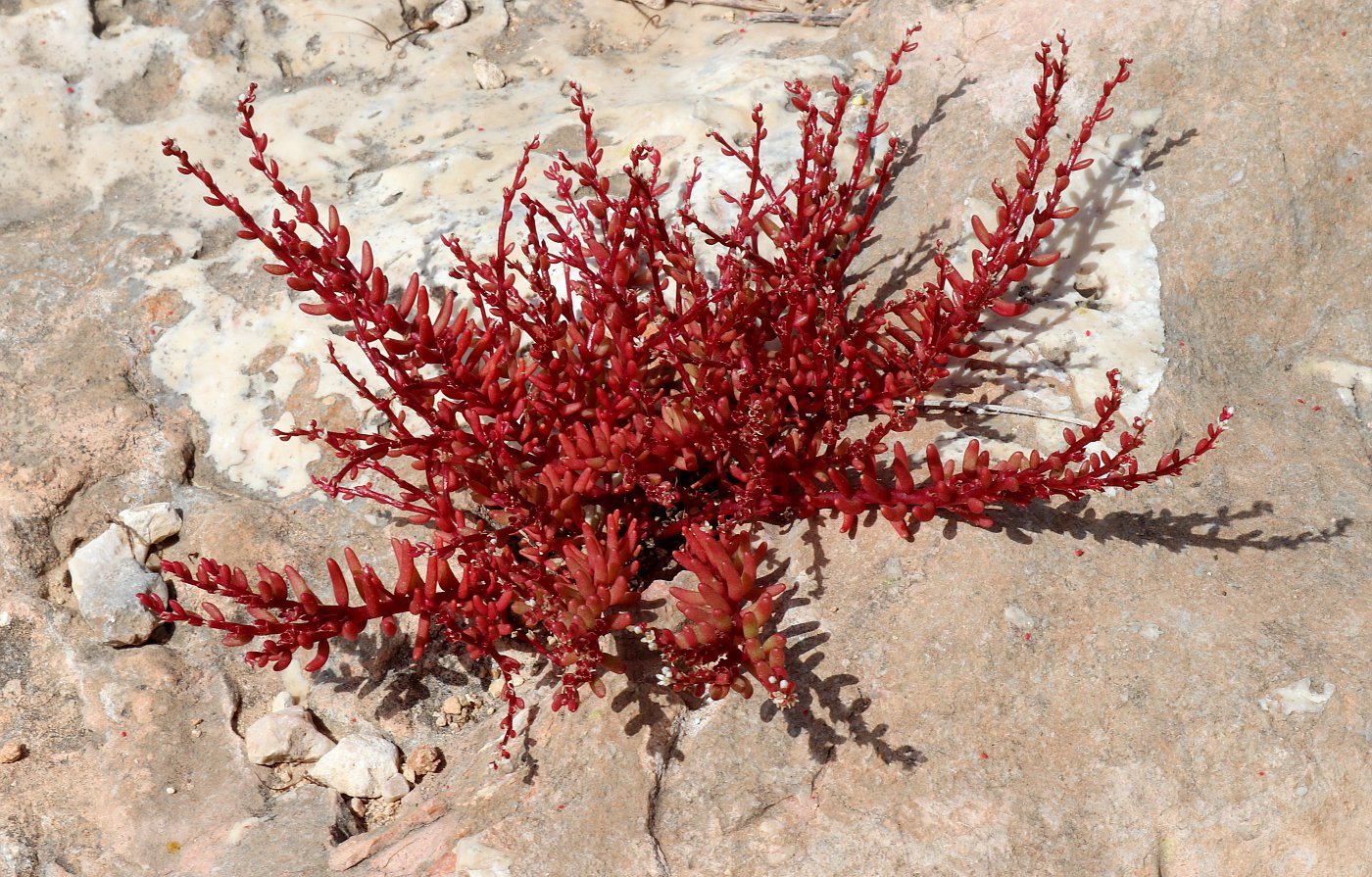 Image of Sedum microcarpum specimen.