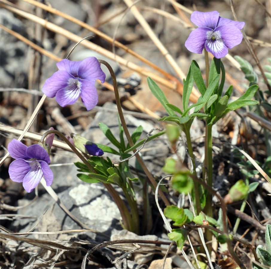 Изображение особи Viola dissecta.