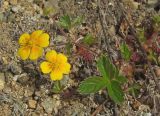 Potentilla stolonifera. Часть цветущего растения. Магаданская обл., Ольский р-н, Ольское шоссе, поляна недалеко от дороги. 01.07.2016.