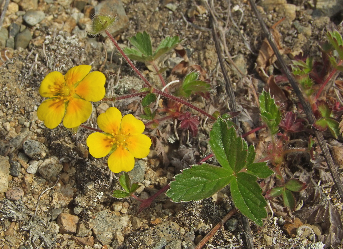 Изображение особи Potentilla stolonifera.