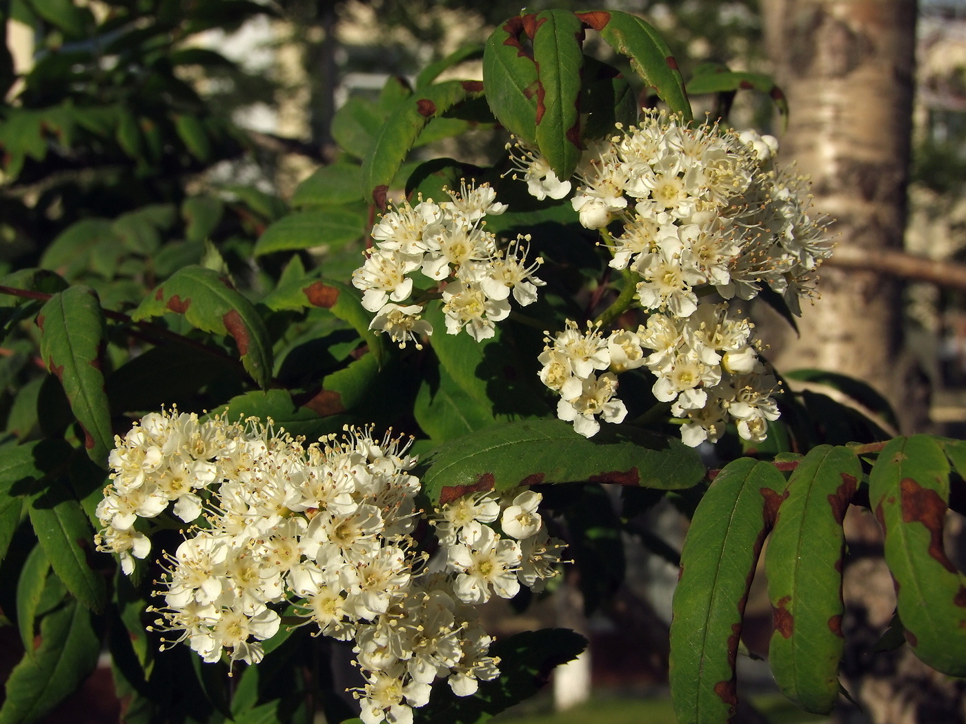 Изображение особи Sorbus sibirica.