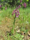 Anacamptis morio подвид caucasica. Цветущее растение. Краснодарский край, Абинский р-н, юж. окр. ст. Холмская, у лесной дороги. 24.04.2018.