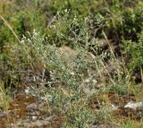 Centaurea diffusa