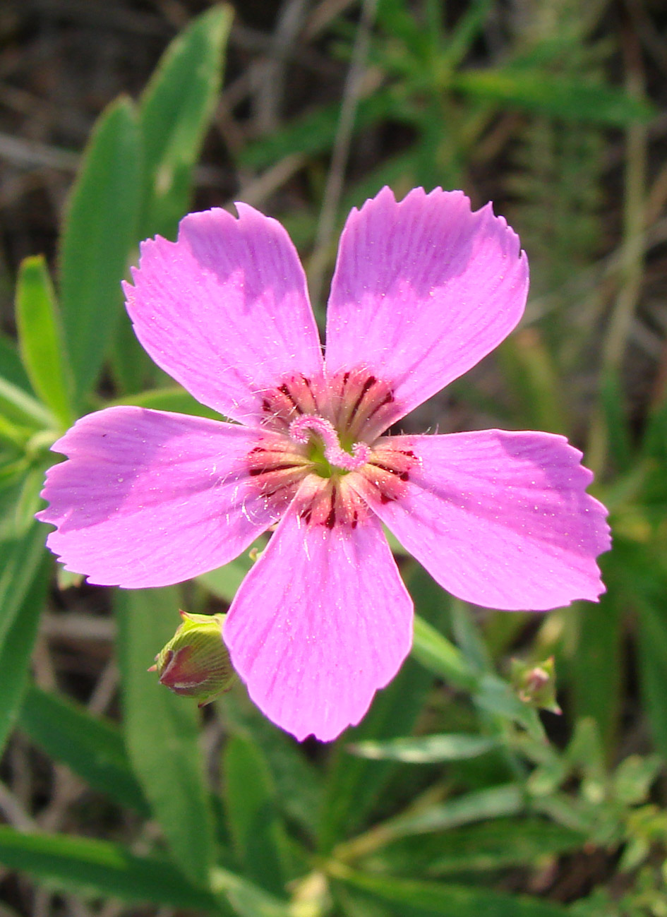 Изображение особи Dianthus versicolor.