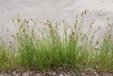 Carex praecox