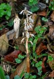 Epipogium roseum. Цветущее растение. Малайзия, Камеронское нагорье, ≈ 1500 м н.у.м., опушка влажного тропического леса. 03.05.2017.