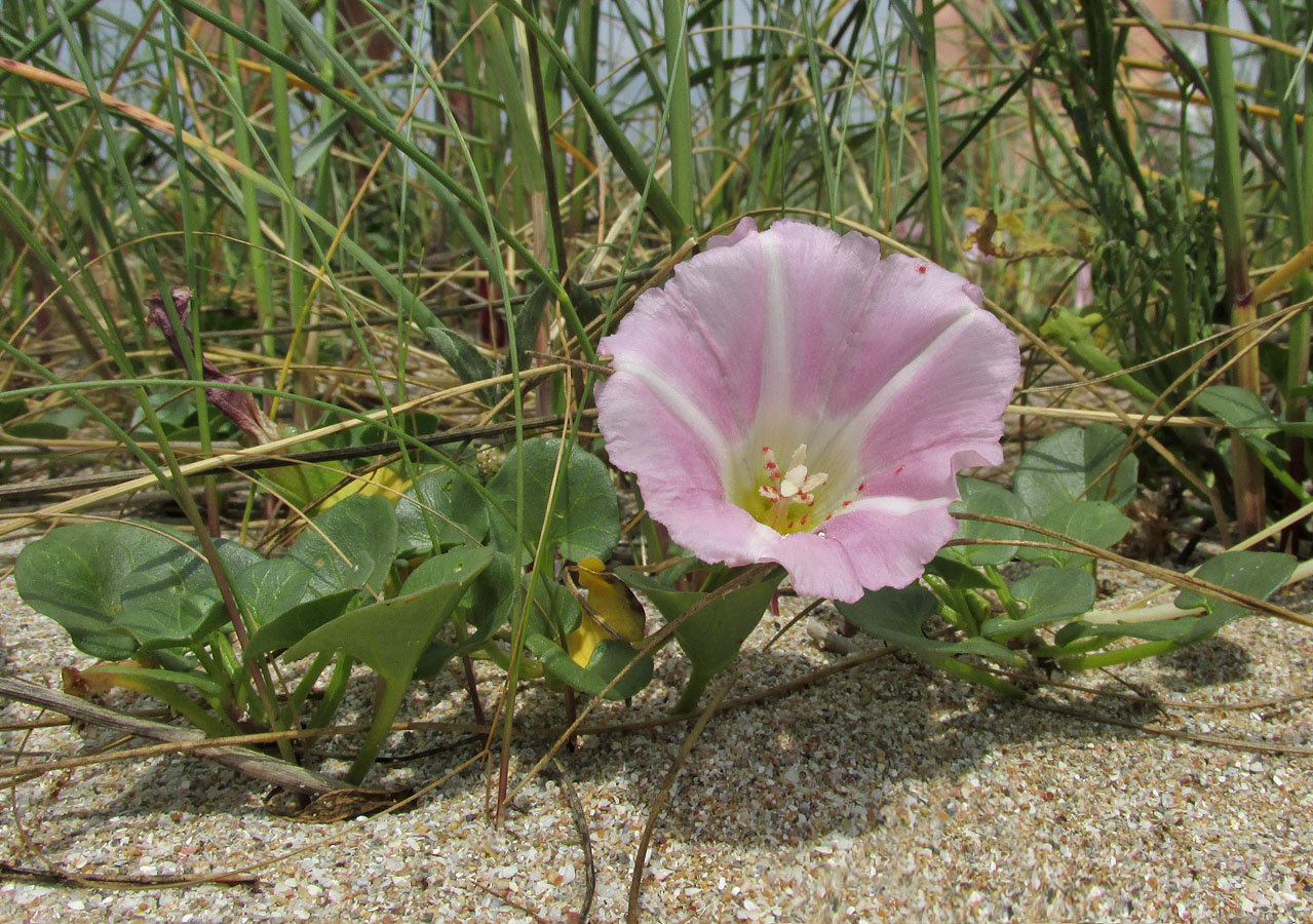 Image of Calystegia soldanella specimen.