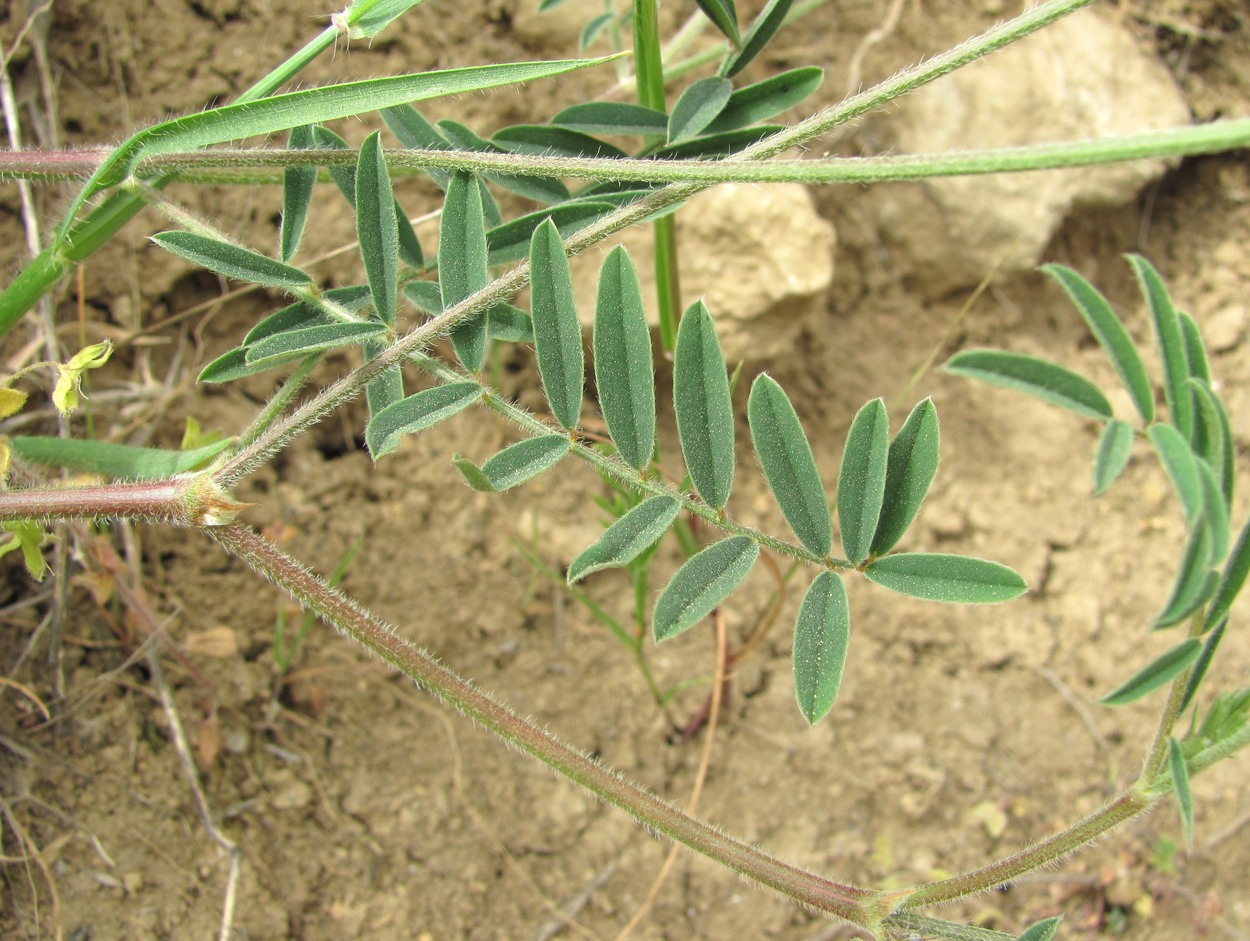 Изображение особи Onobrychis dielsii.