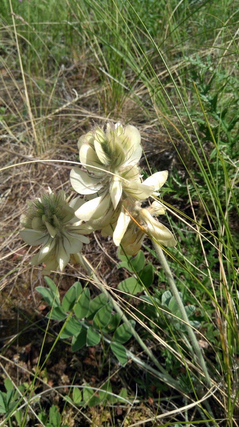 Image of Hedysarum &times; polychromum specimen.