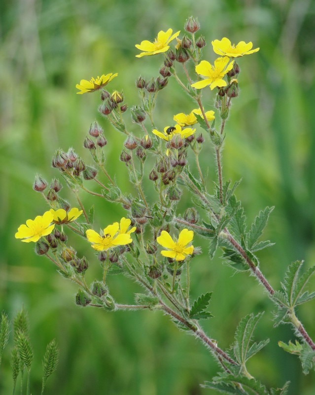 Image of Potentilla obscura specimen.