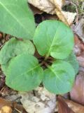 Pyrola media
