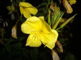 Oenothera glazioviana