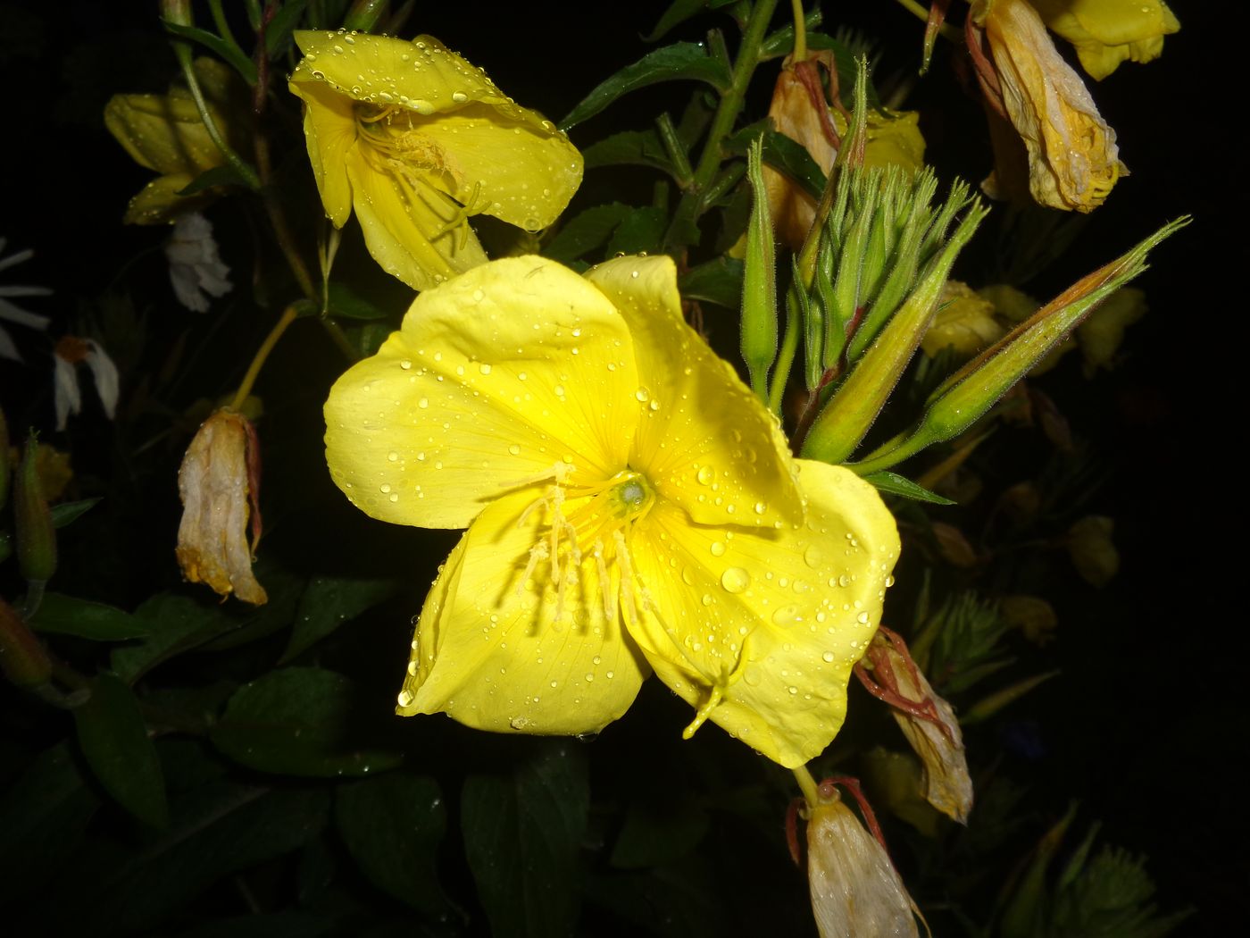 Изображение особи Oenothera glazioviana.