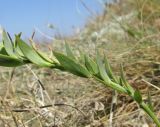 genus Linaria. Часть побега. Крым, Тарханкутский п-ов, окр. балки Большой Кастель, разреженная степь на кромке приморского обрыва. 6 июля 2018 г.