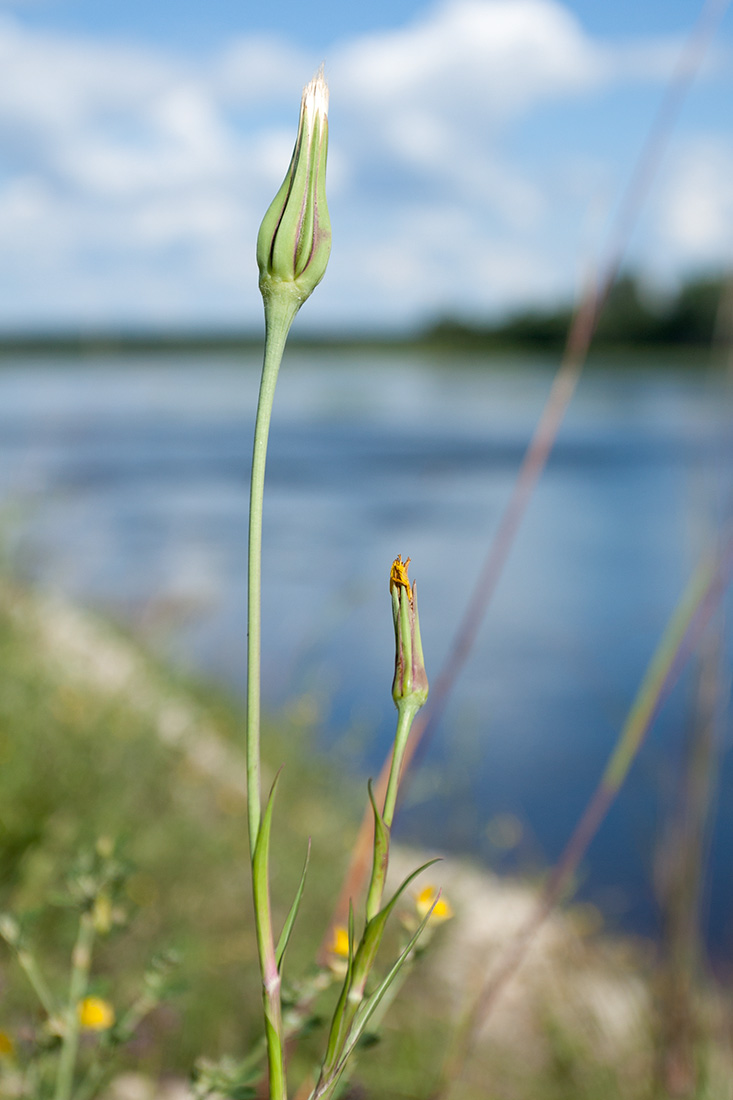 Изображение особи Tragopogon pratensis.