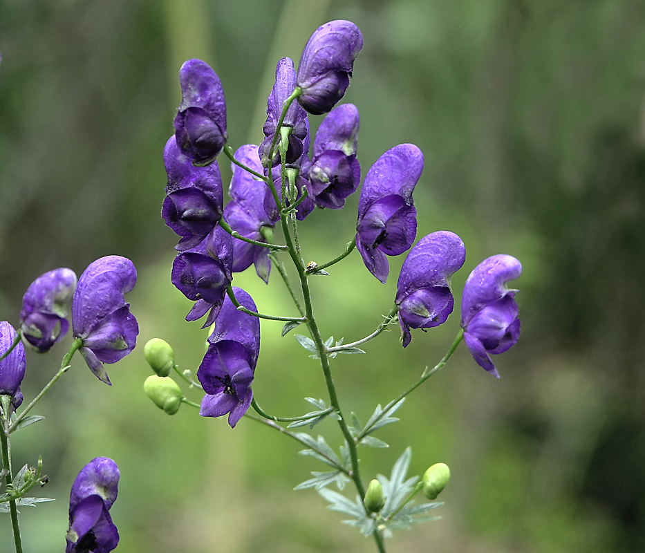 Изображение особи Aconitum &times; stoerkianum.