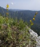 Hypericum linarioides. Цветущее растение. Адыгея, Кавказский биосферный заповедник, хр. Каменное Море, ≈ 2050 м н.у.м., в задернованной расщелине скалы. 28.07.2018.