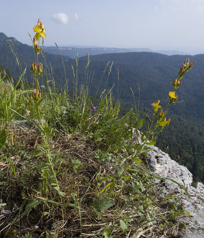 Image of Hypericum linarioides specimen.